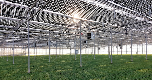 Gewächshaus mit Metallgestell, Drahtgitterdach und vielen Stützen; Sonnenlicht fällt durch die Struktur auf grasbedeckten Boden.