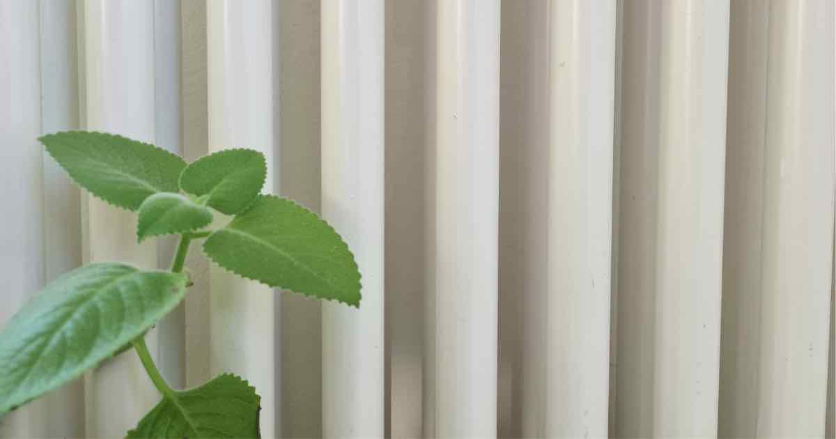 Grüner Pflanzenzweig mit gezackten Blättern vor vertikalen weißen Jalousien.