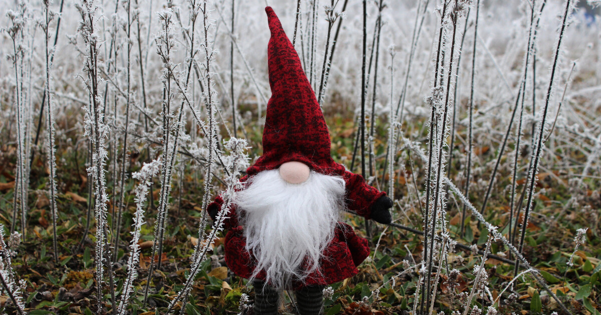 Gnom mit rotem Spitzhut, rotem Mantel und weißem Bart, steht zwischen frostigen Zweigen im Garten.