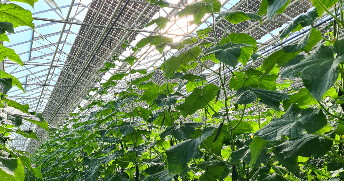Grünes Gewächshaus mit rankenden Pflanzen, Glas- und Metallkonstruktion, Sonnenlicht durch das Dach.