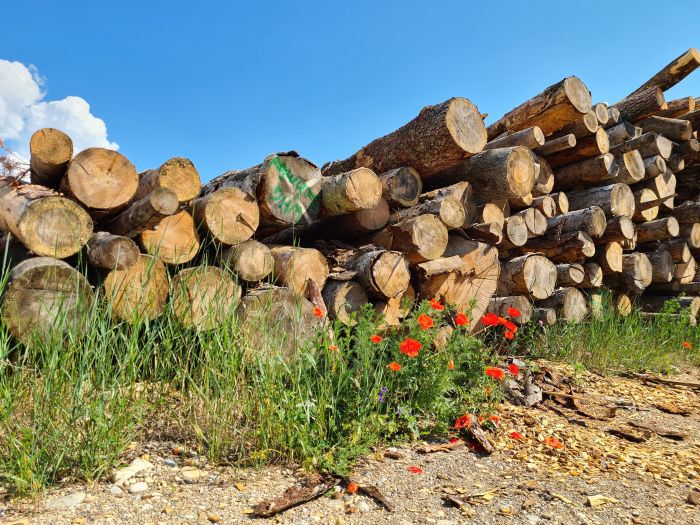 Stapel Baumstämme auf dem Boden, mit Gras und roten Blumen davor, unter blauem Himmel.