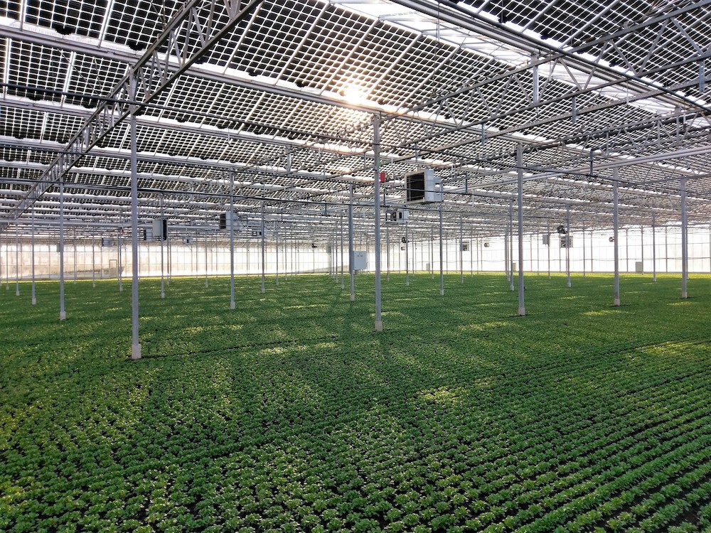 Gewächshaus mit Metallkonstruktion, Stützen und Reihen junger Pflanzen auf grünem Boden.