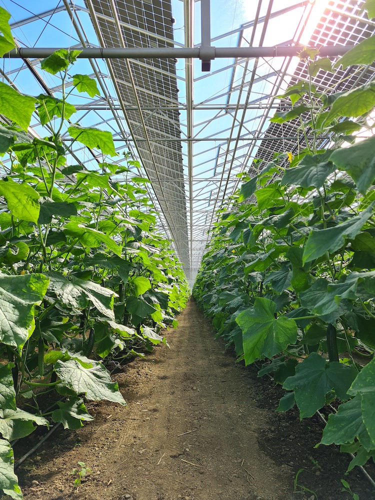Gewächshaus mit zwei Reihen grüner Kletterpflanzen, zentraler Erdweg, Metallrahmen und Glasdach, sonnendurchflutet.